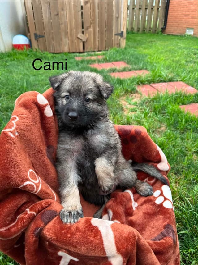 German Shepherd Dog Puppies media 10