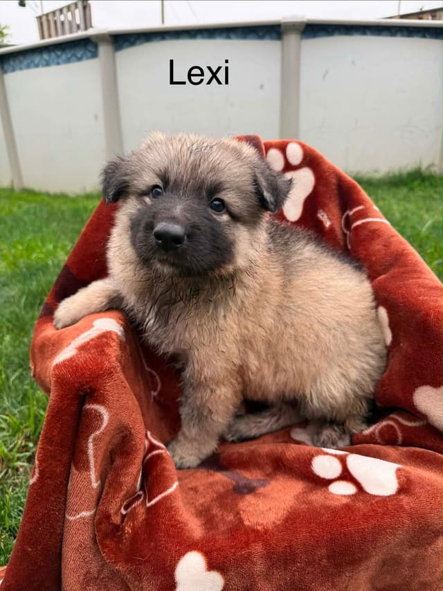German Shepherd Dog Puppies media 11