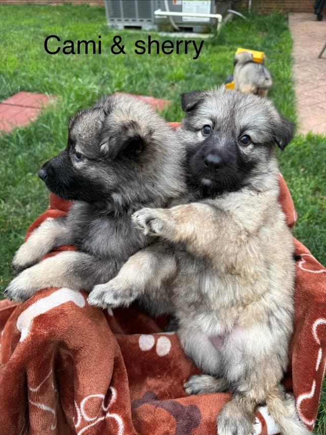 German Shepherd Dog Puppies media 12