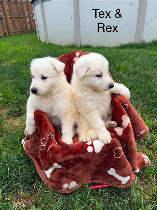 German Shepherd Dog Puppies media 14