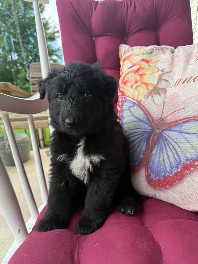 German Shepherd Dog Puppies media 16
