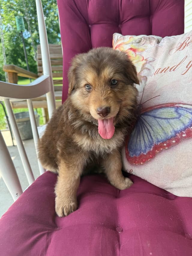 German Shepherd Dog Puppies media 17