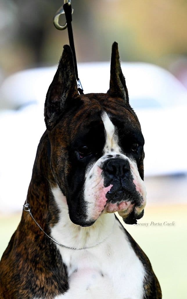 Boxer Puppies European Champion Bloodline breeder image 1