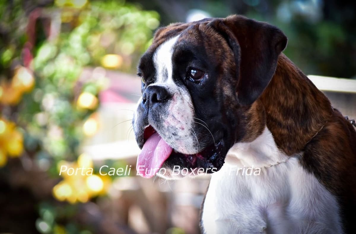 Boxer Puppies European Champion Bloodline breeder image 3