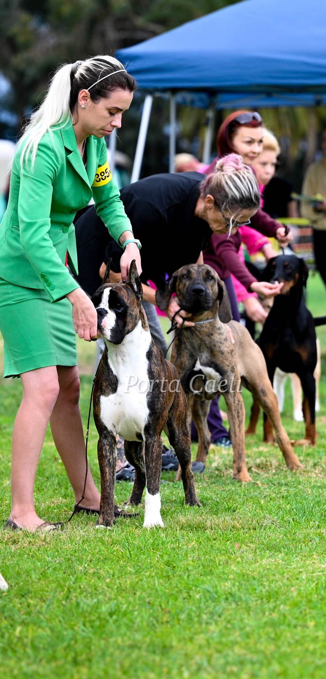 Boxer Puppies European Champion Bloodline breeder image 2