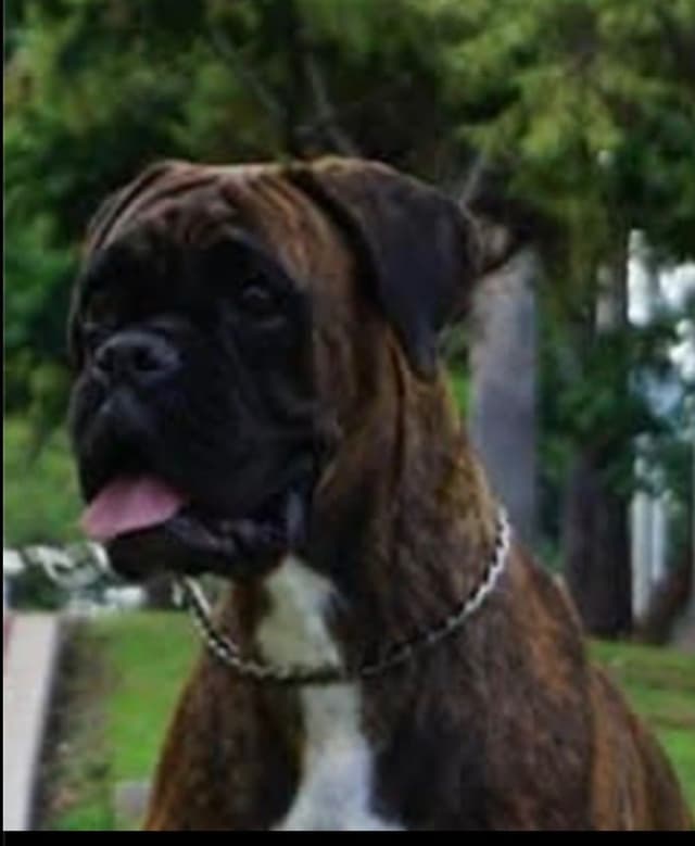 Boxer Puppies European Champion Bloodline media 2