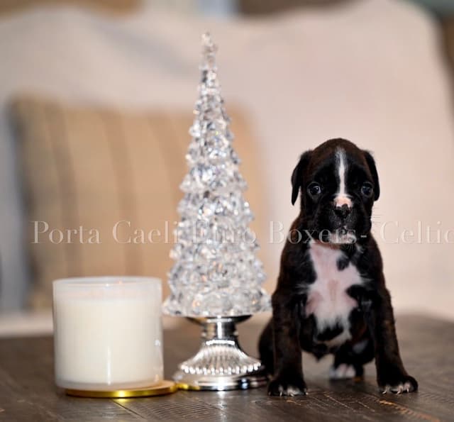 Boxer Puppies European Champion Bloodline media 4