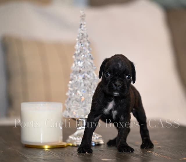 Boxer Puppies European Champion Bloodline media 3