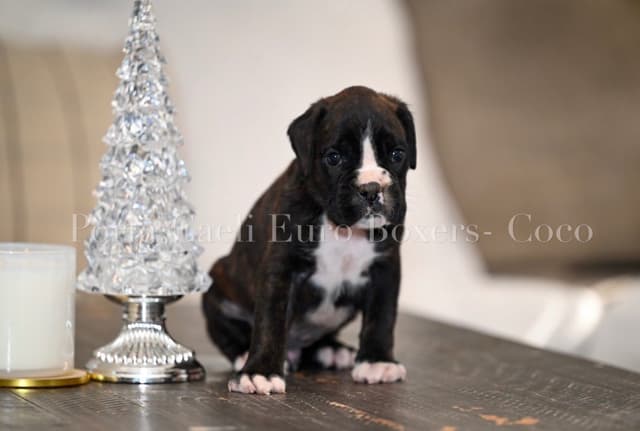 Boxer Puppies European Champion Bloodline media 5