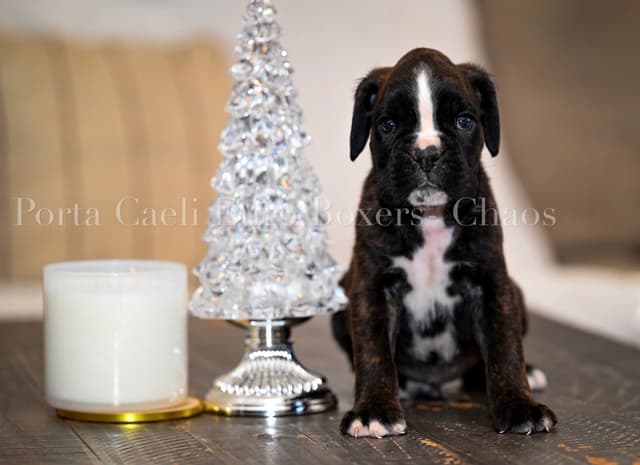 Boxer Puppies European Champion Bloodline media 7
