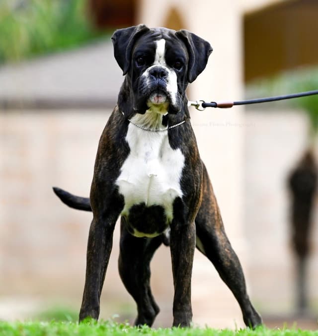 Boxer Puppies European Champion Bloodline media 6