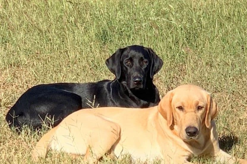 Blessed Harvest Acres Extraordinary Labrador Retrievers breeder image 1