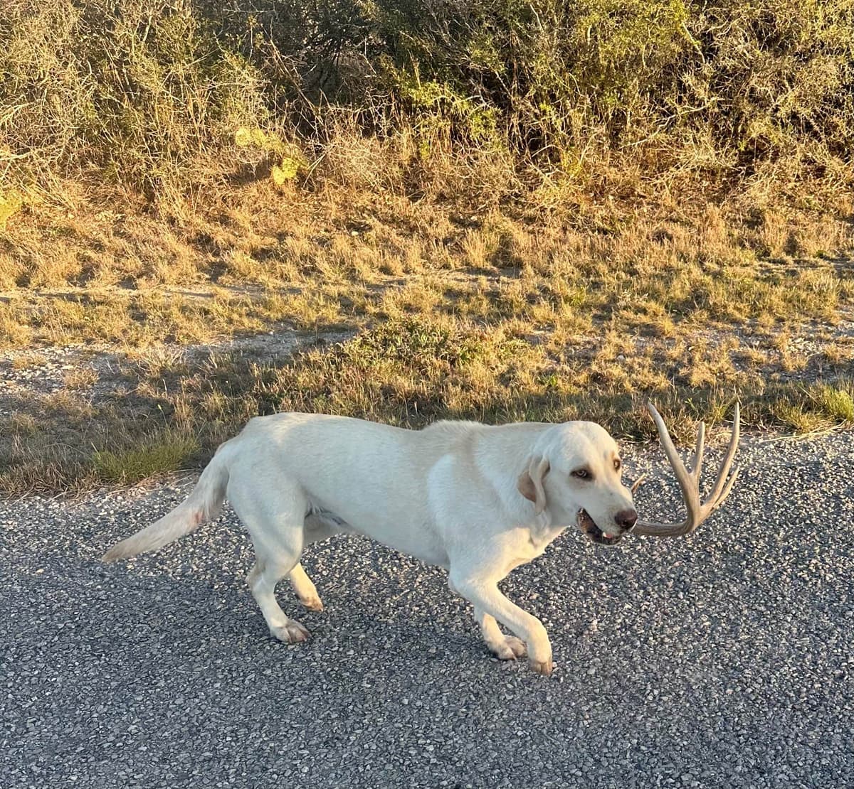 Blessed Harvest Acres Extraordinary Labrador Retrievers breeder image 4