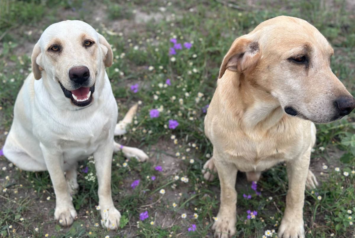 Blessed Harvest Acres Extraordinary Labrador Retrievers breeder image 2