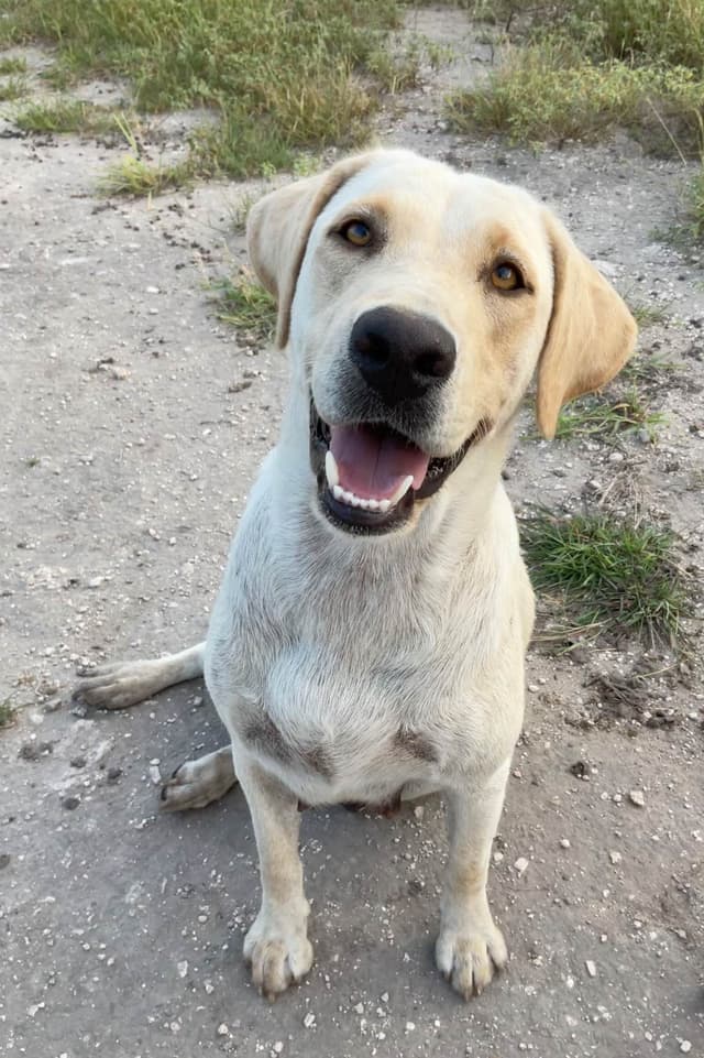 Blessed Harvest Acres Extraordinary Labrador Retrievers media 2