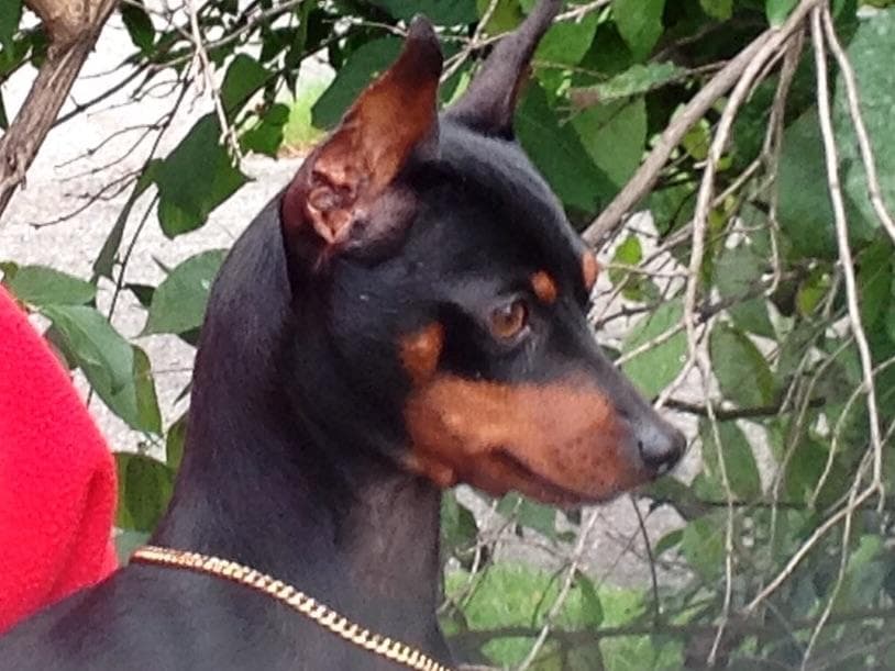 Miniature Pinscher Puppies breeder image 1