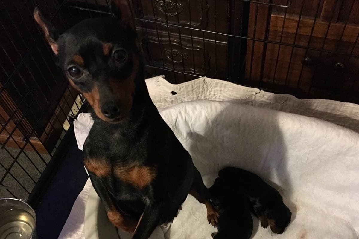 Miniature Pinscher Puppies breeder image 5