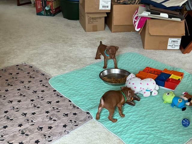 Miniature Pinscher Puppies media 2