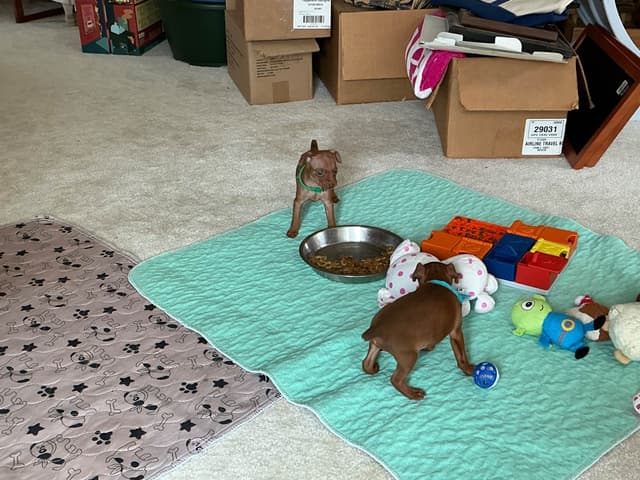 Miniature Pinscher Puppies media 3