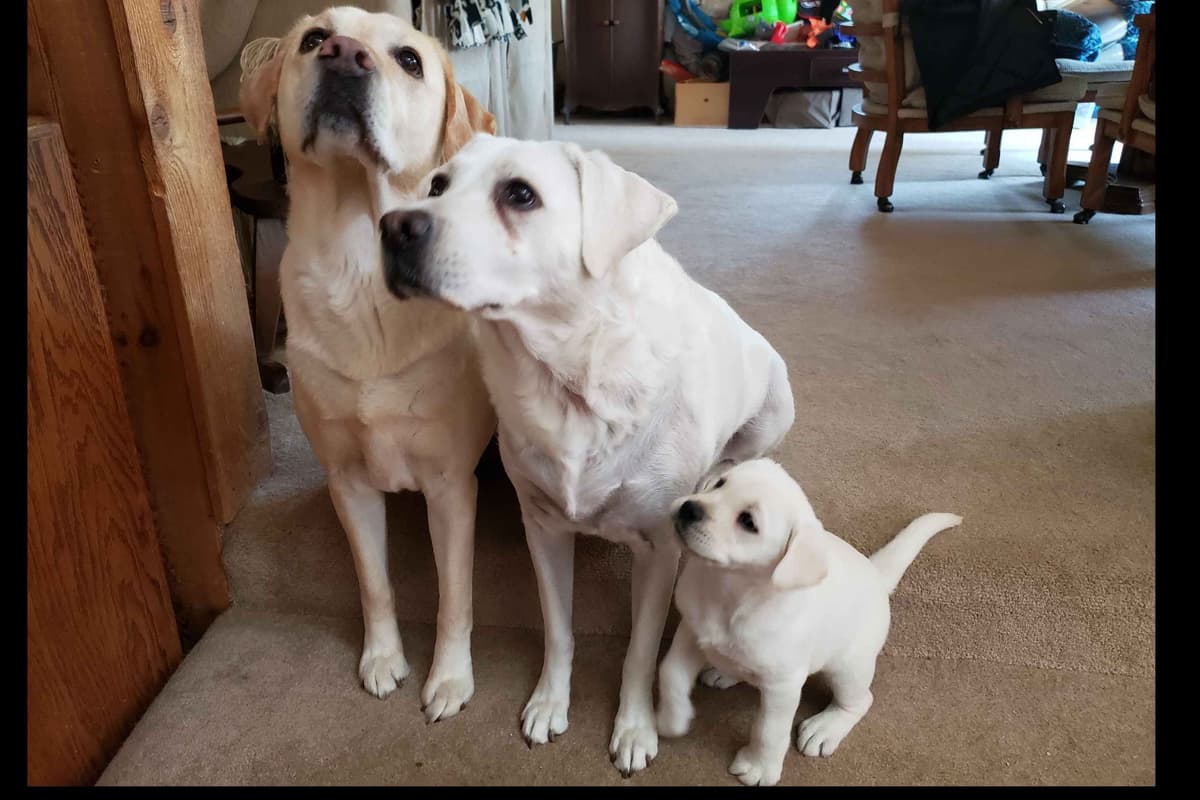 Labrador Retriever Puppies breeder image 5