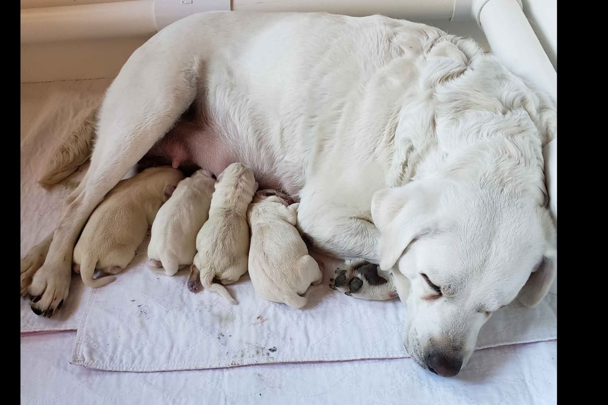 Labrador Retriever Puppies breeder image 7