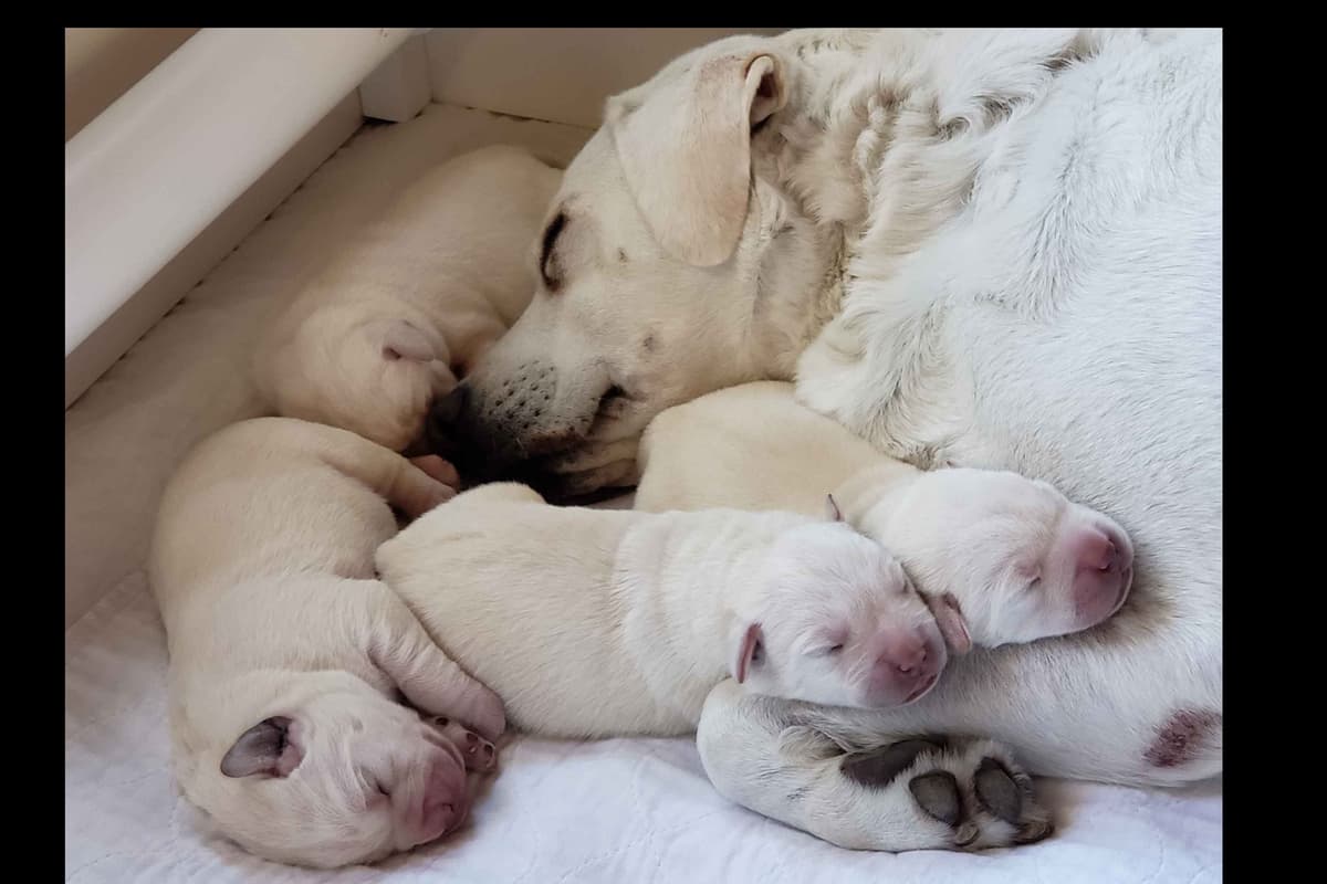 Labrador Retriever Puppies breeder image 8