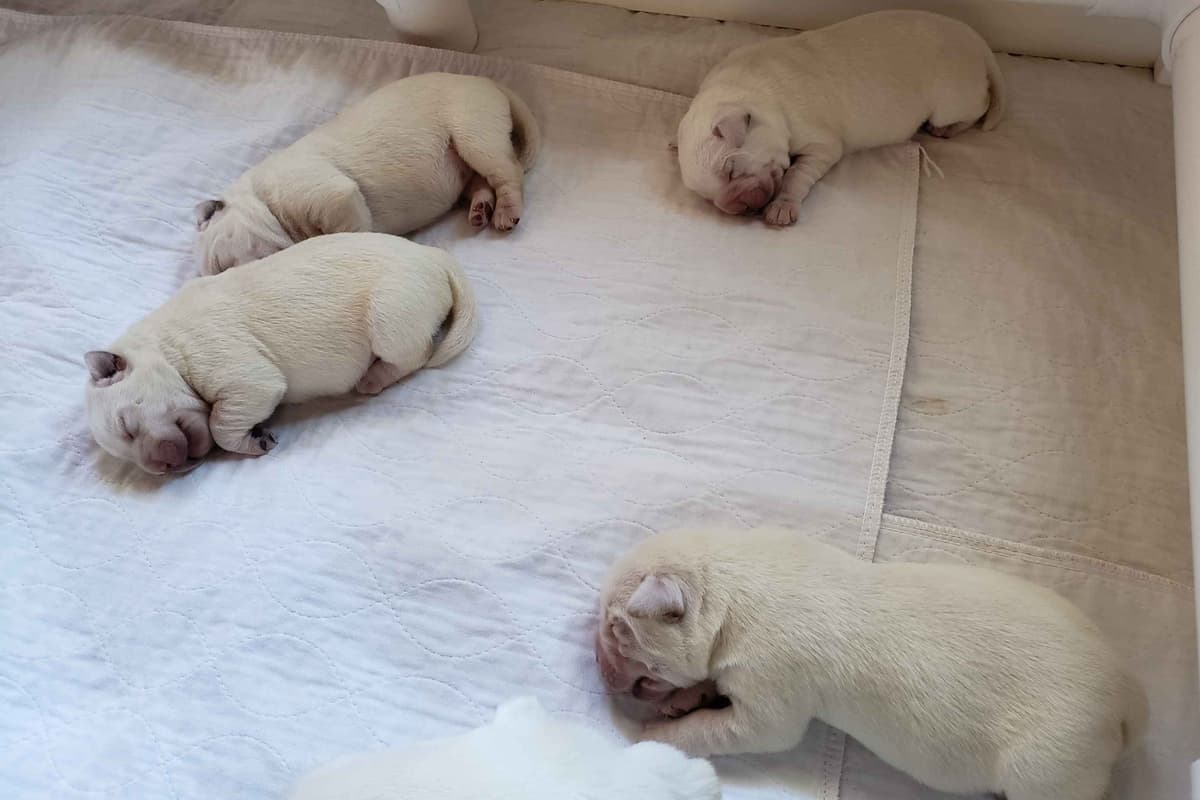 Labrador Retriever Puppies breeder image 9