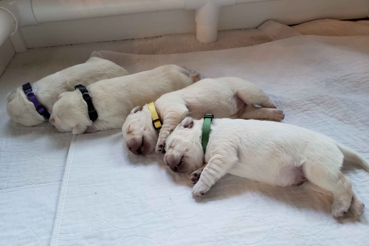 Labrador Retriever Puppies breeder image 10