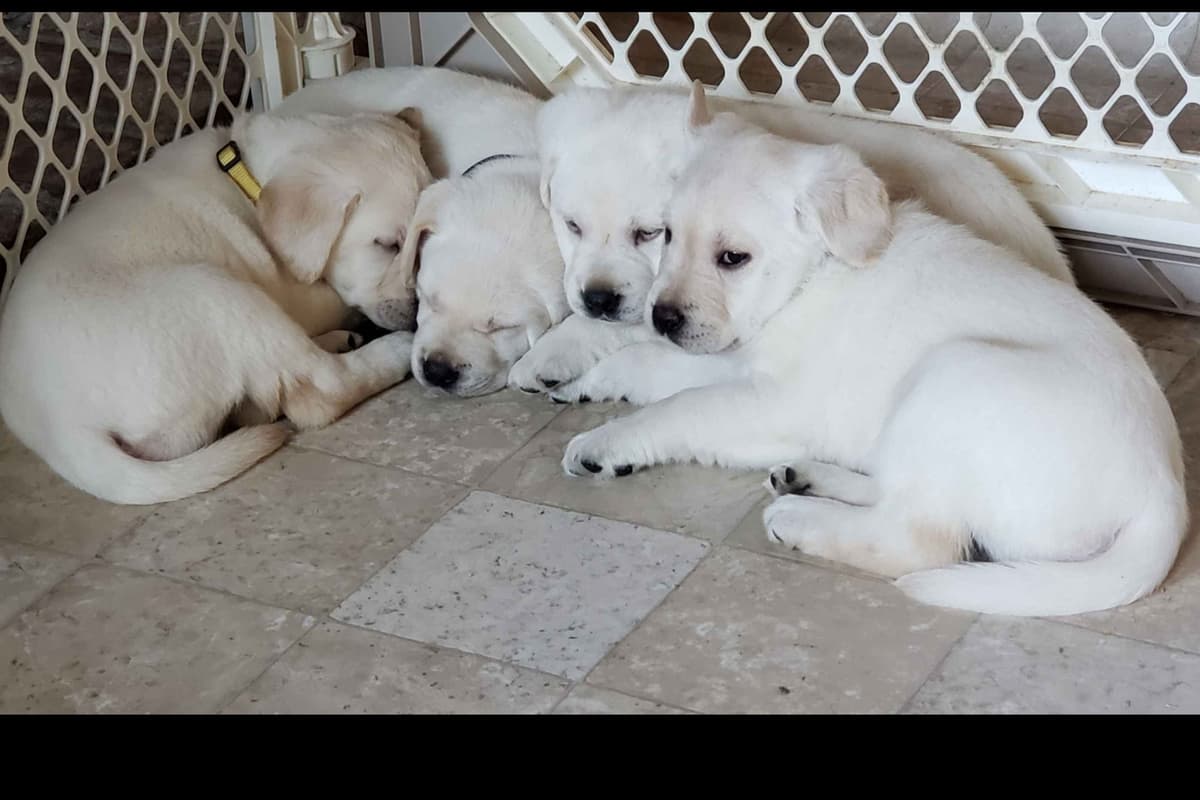 Labrador Retriever Puppies breeder image 12