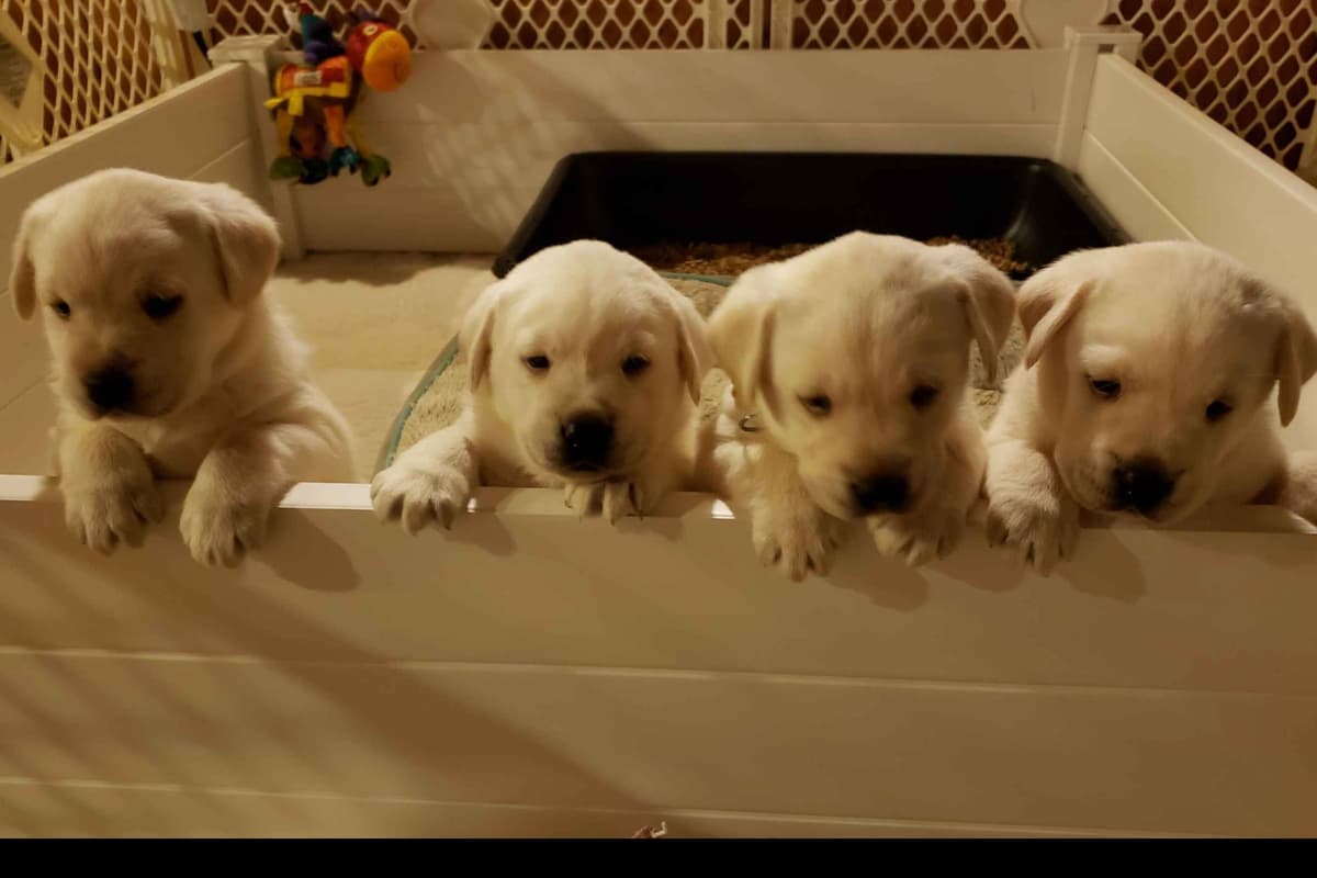 Labrador Retriever Puppies breeder image 13