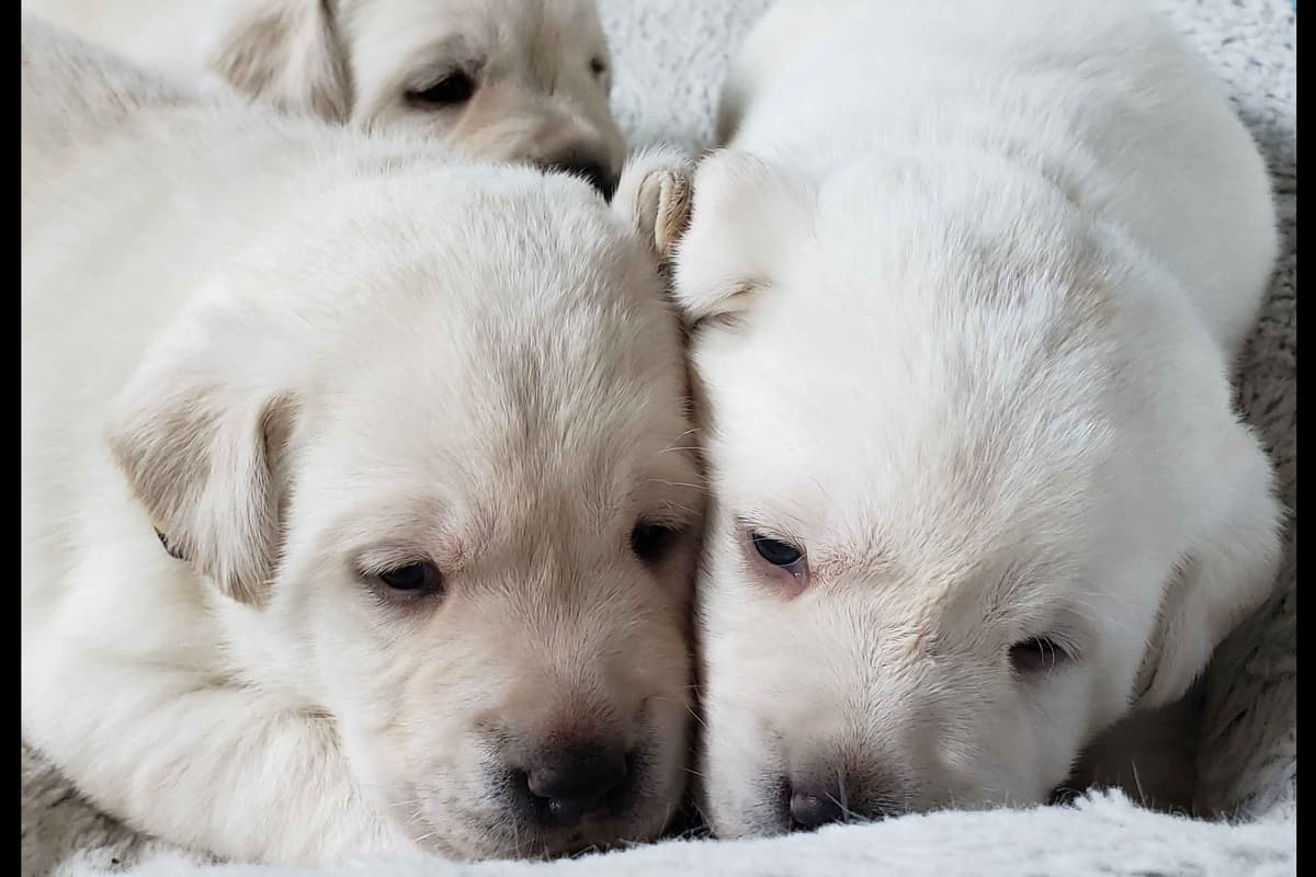 Labrador Retriever Puppies breeder image 14
