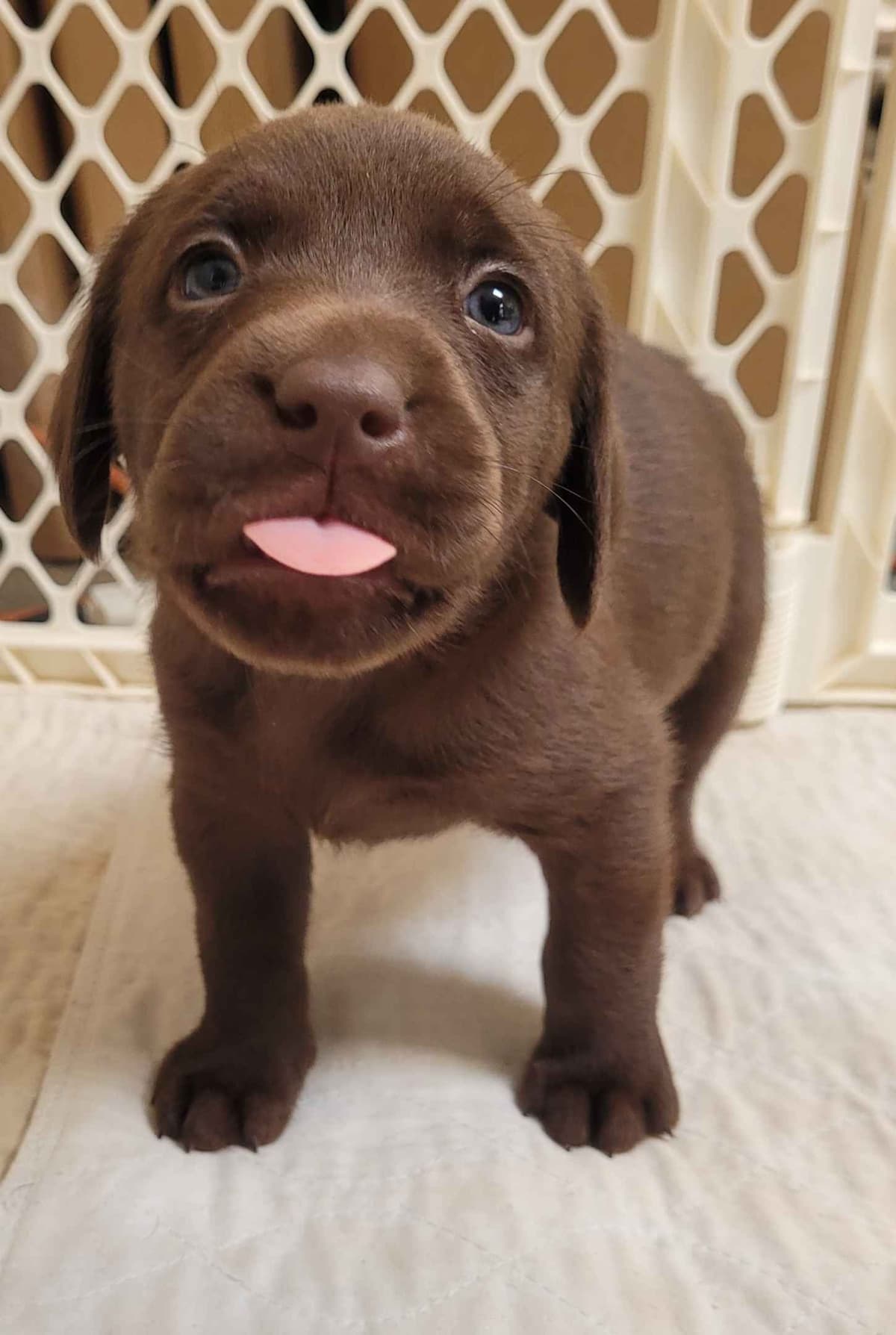 Labrador Retriever Puppies breeder image 20