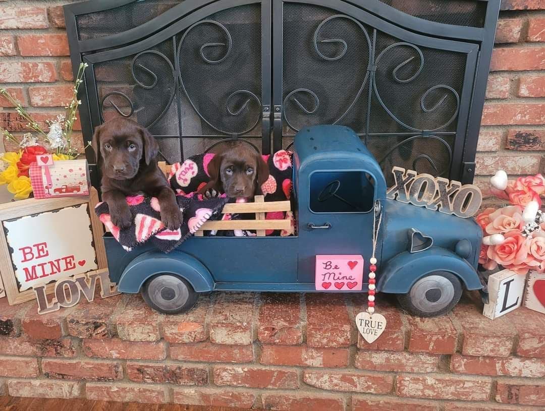 Labrador Retriever Puppies breeder image 3