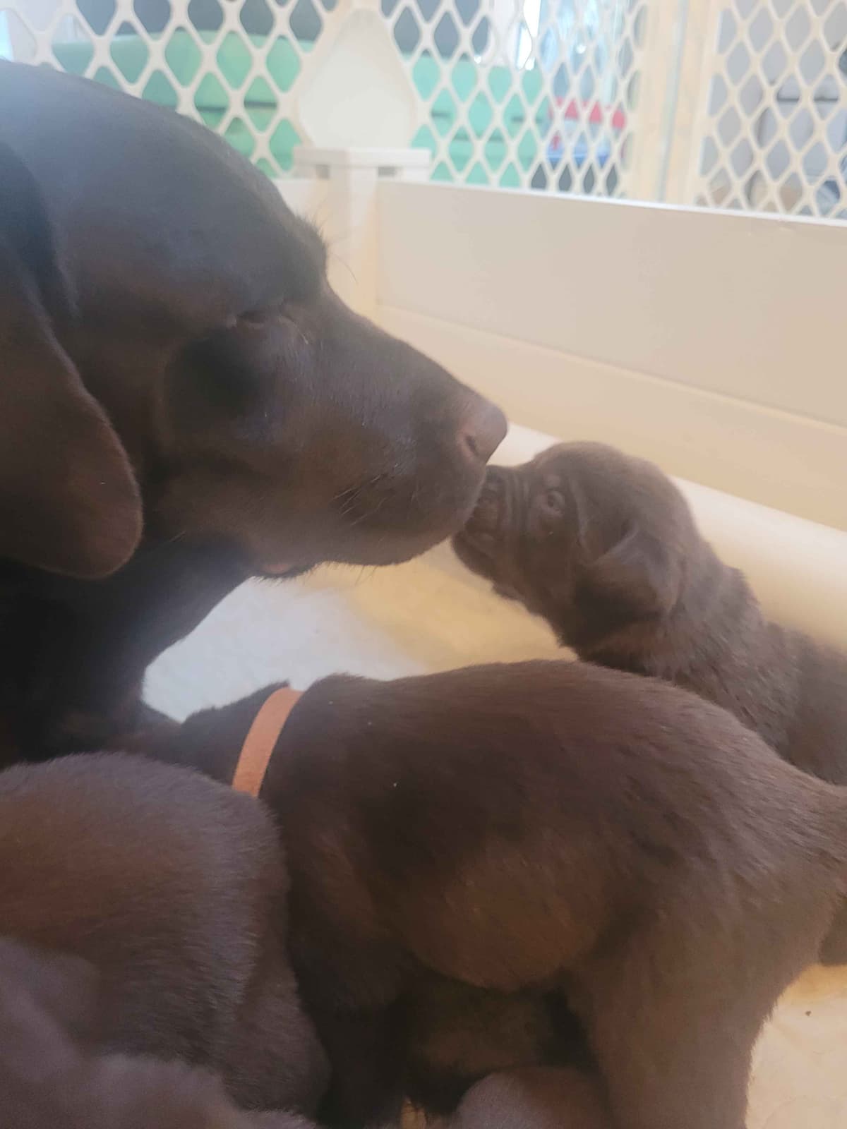 Labrador Retriever Puppies breeder image 16