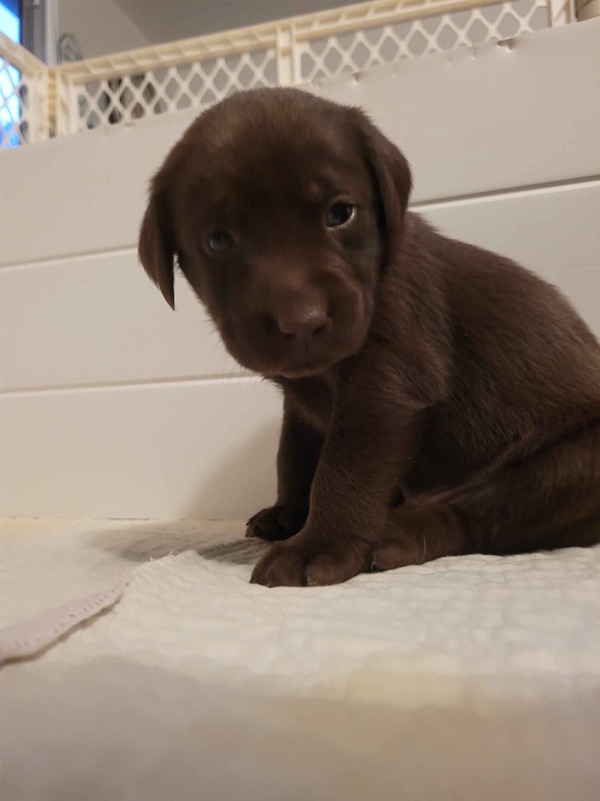Labrador Retriever Puppies breeder image 19