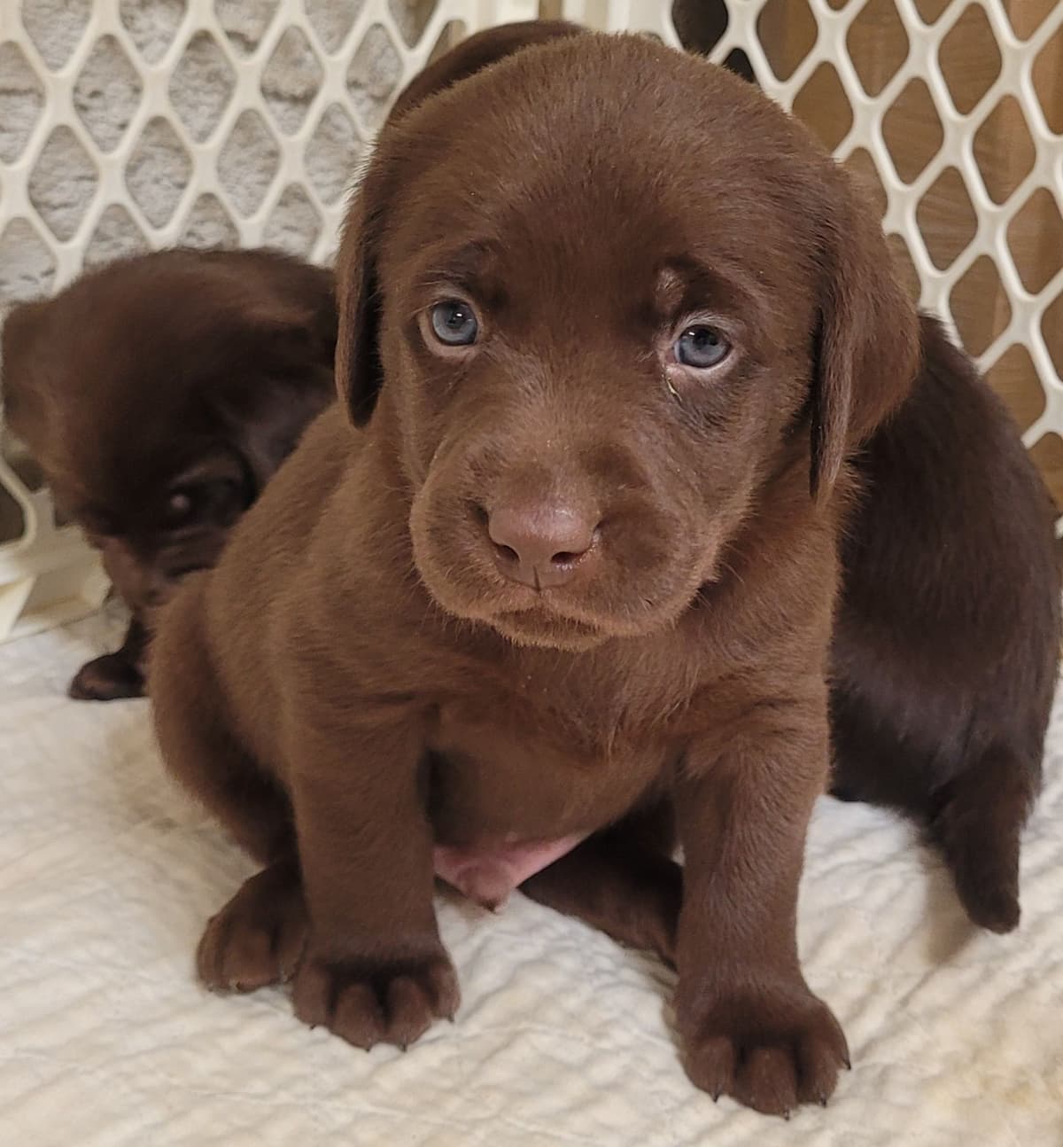 Labrador Retriever Puppies breeder image 22