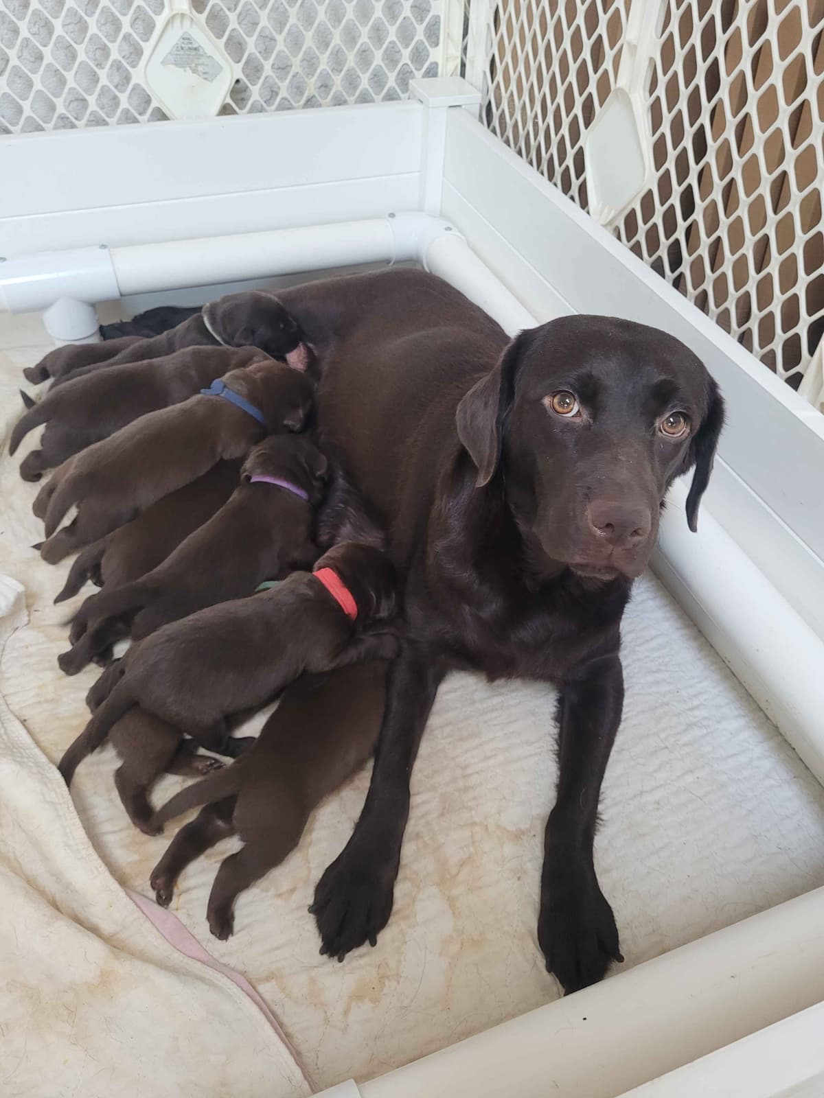 Labrador Retriever Puppies breeder image 15