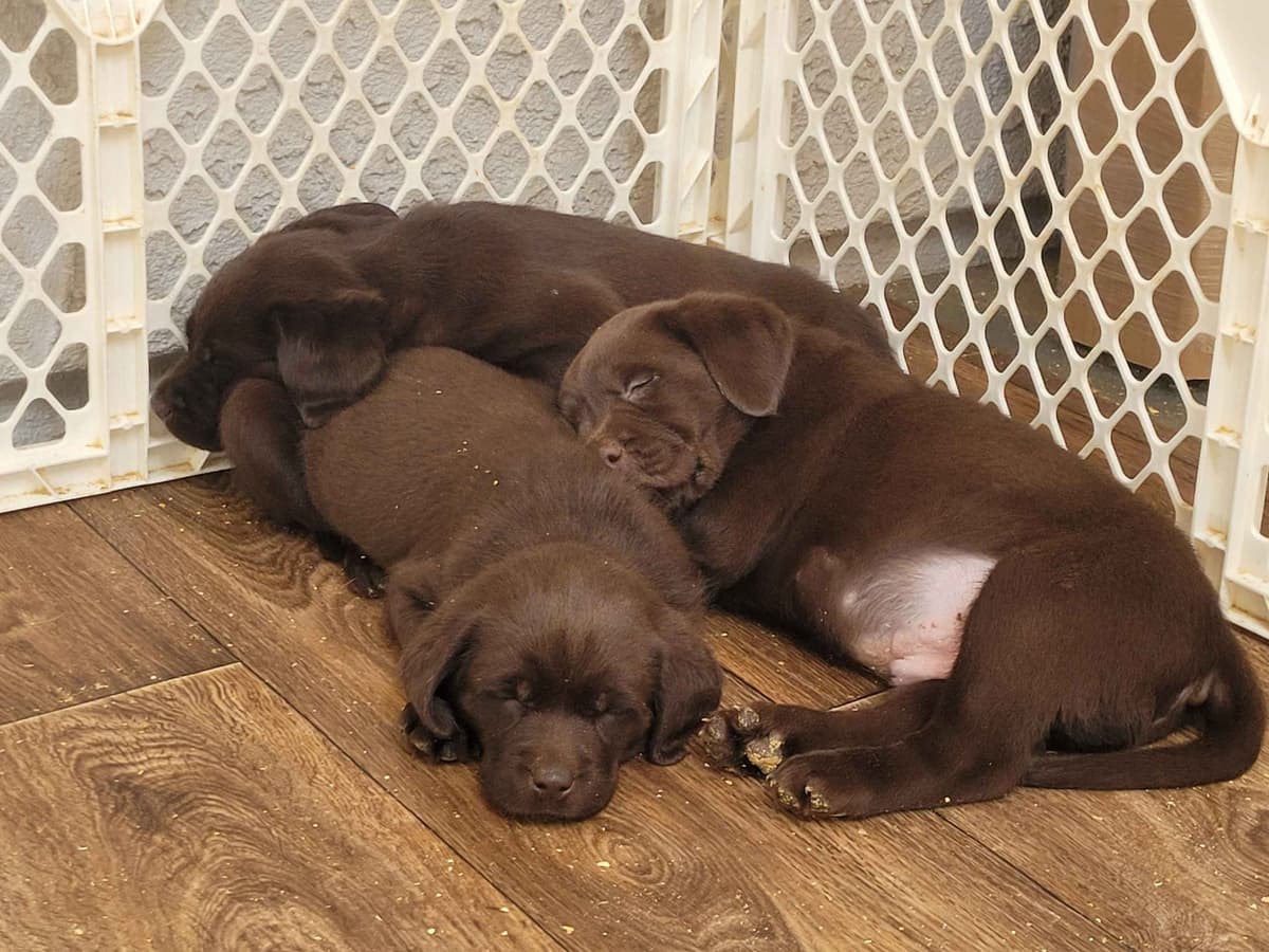 Labrador Retriever Puppies breeder image 1