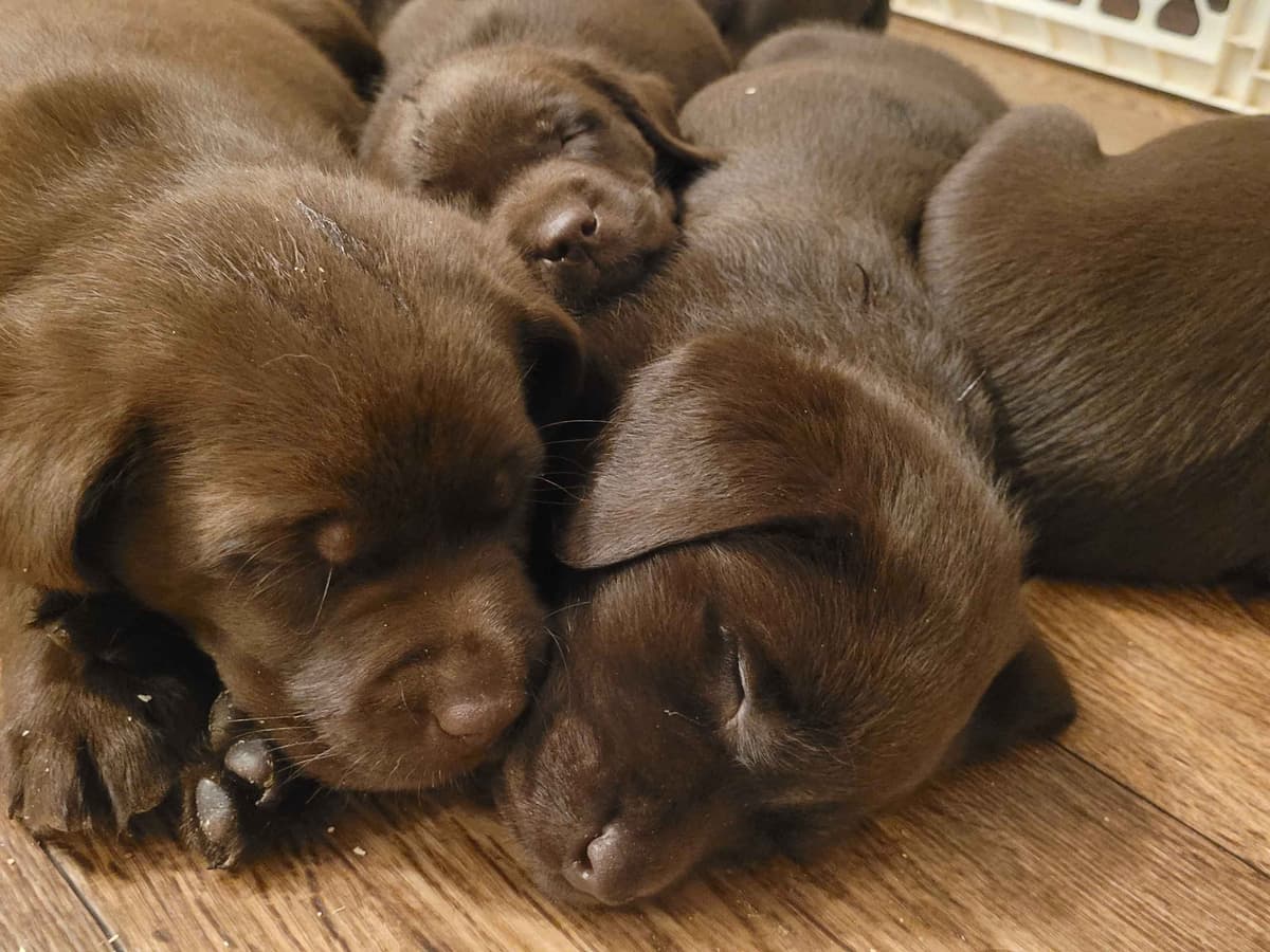 Labrador Retriever Puppies breeder image 24