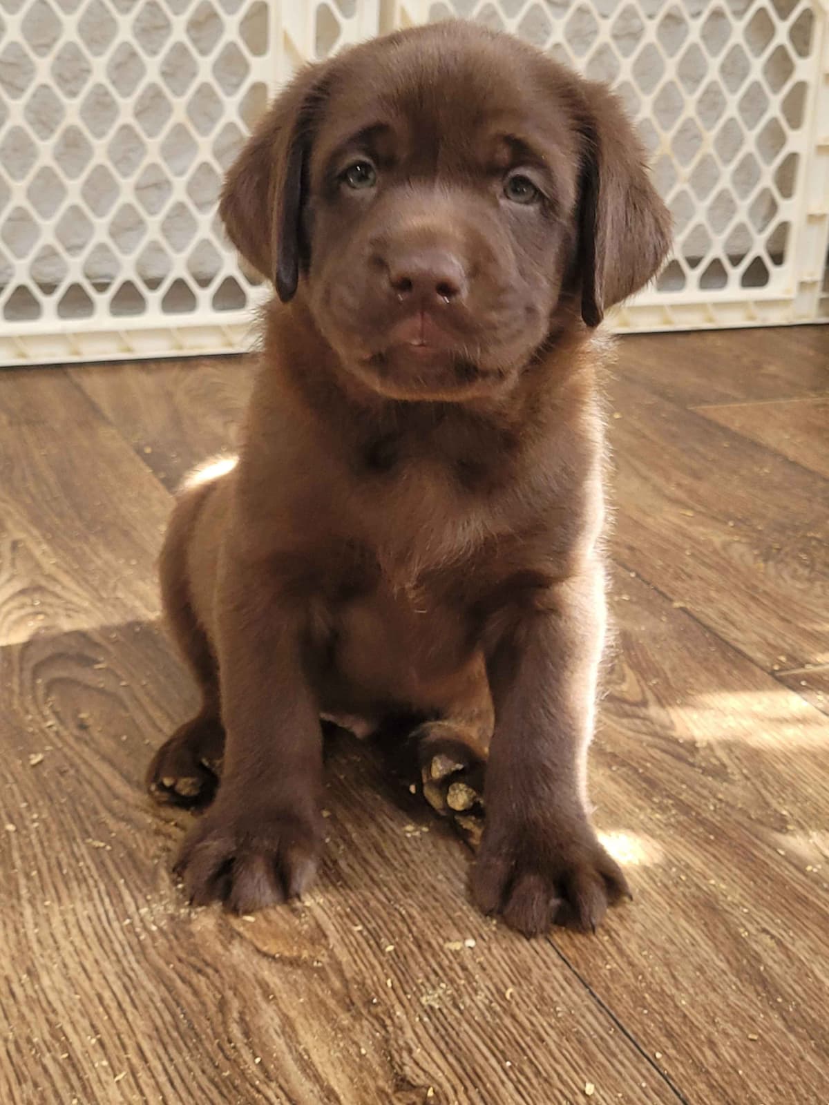 Labrador Retriever Puppies breeder image 26