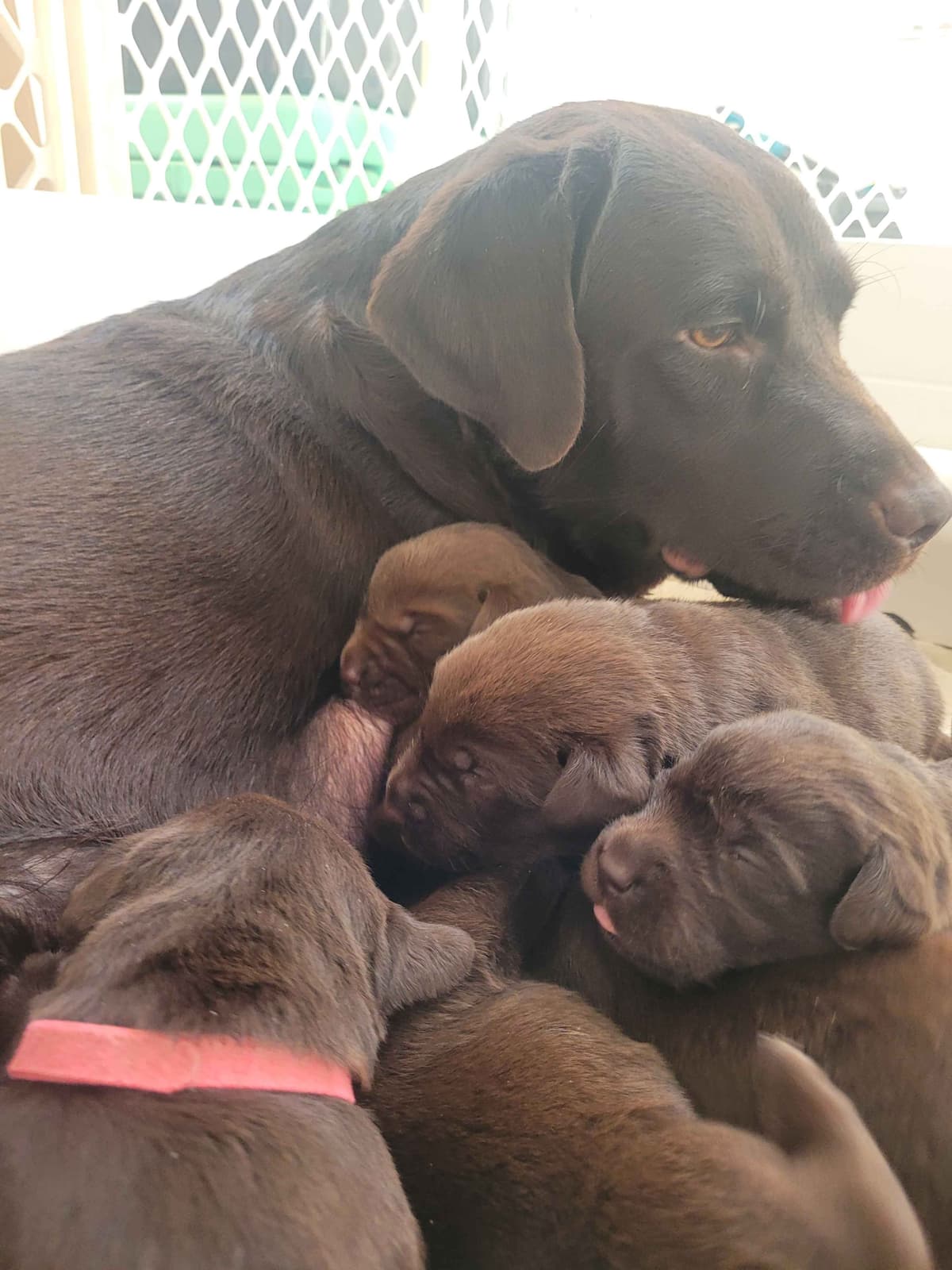 Labrador Retriever Puppies breeder image 17