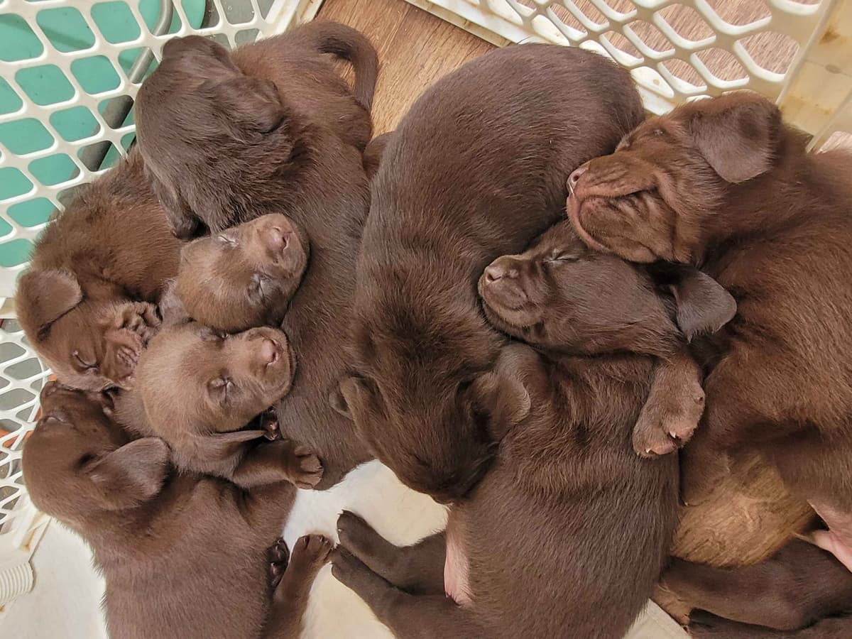 Labrador Retriever Puppies breeder image 21