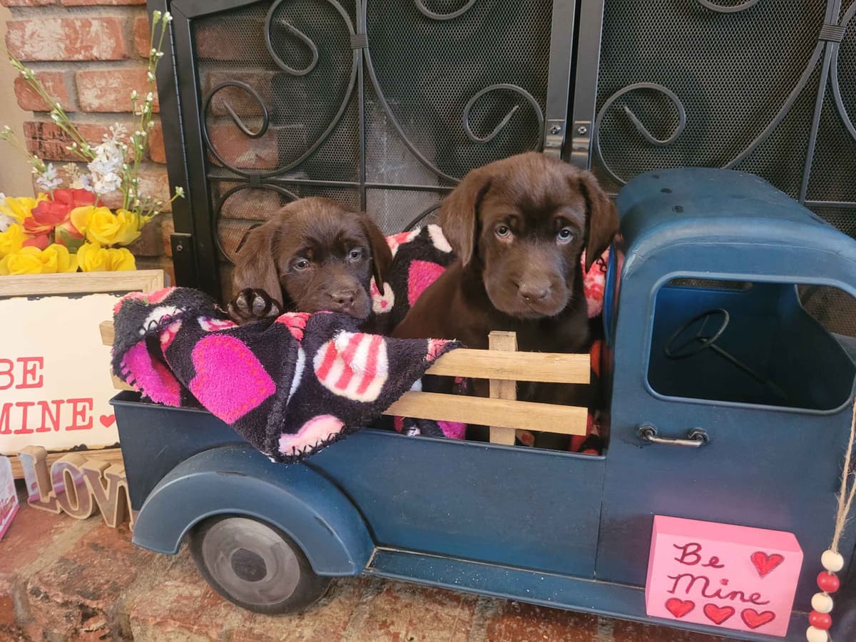 Labrador Retriever Puppies breeder image 2