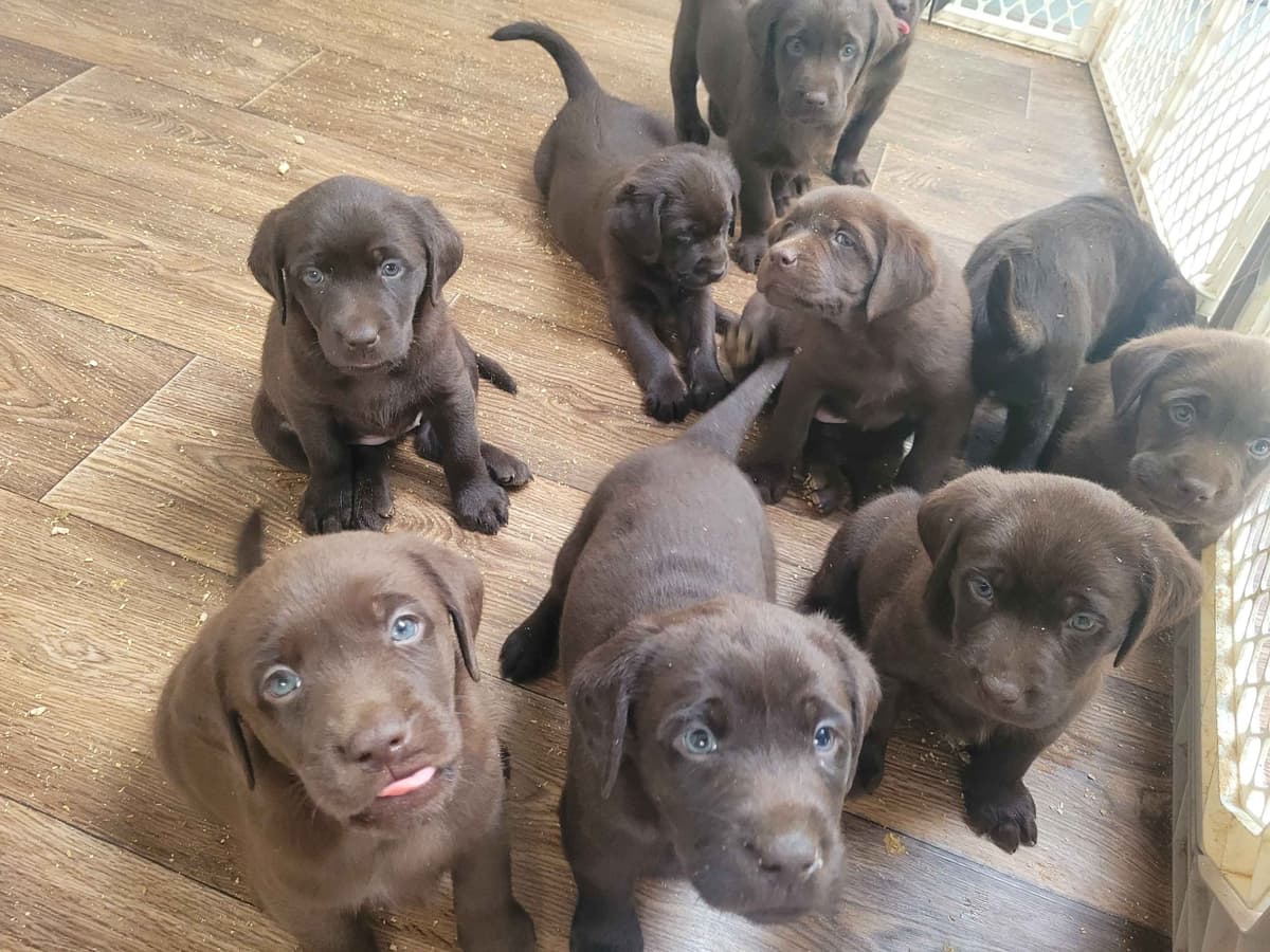 Labrador Retriever Puppies breeder image 23