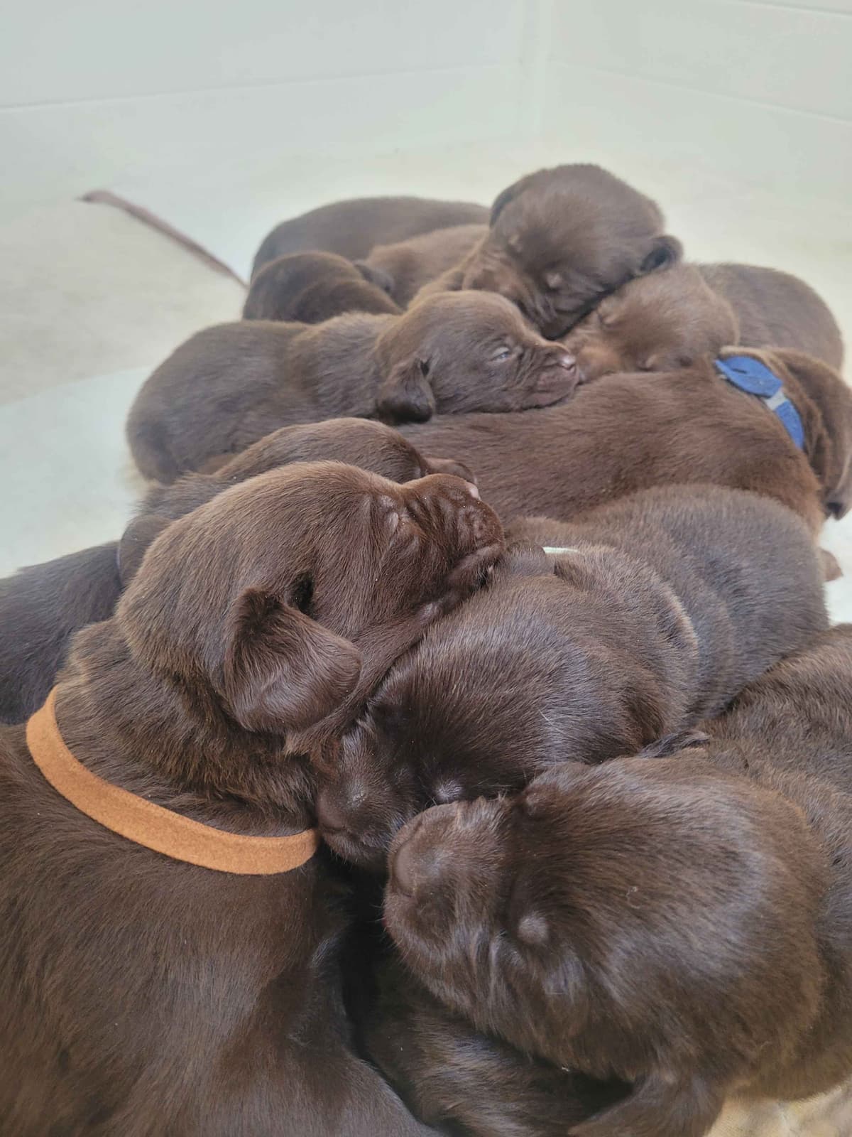 Labrador Retriever Puppies breeder image 18