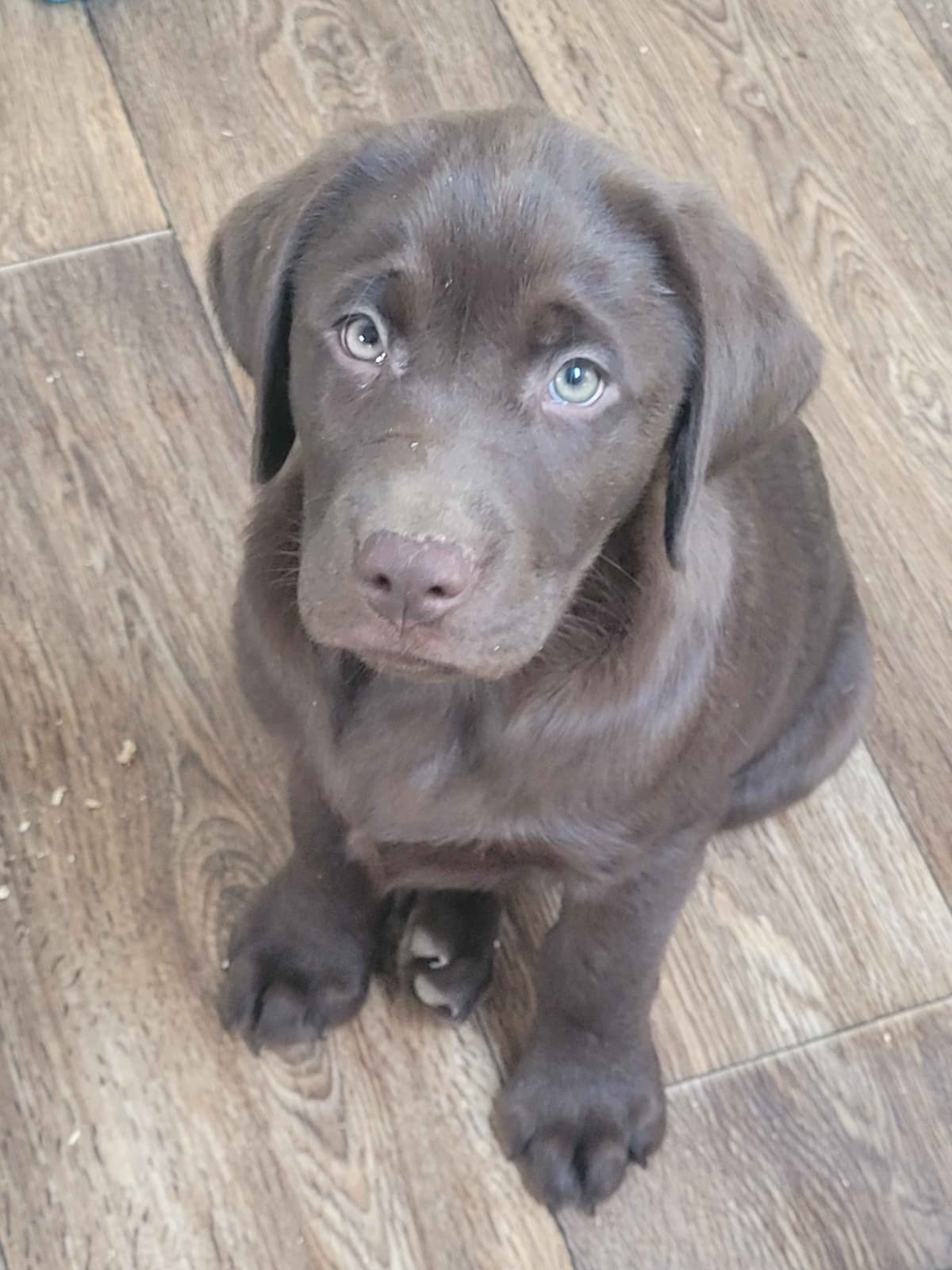Labrador Retriever Puppies breeder image 27