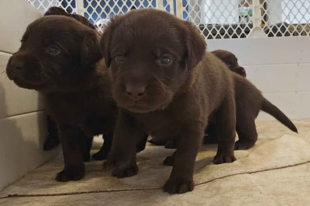 Labrador Retriever Puppies media 9