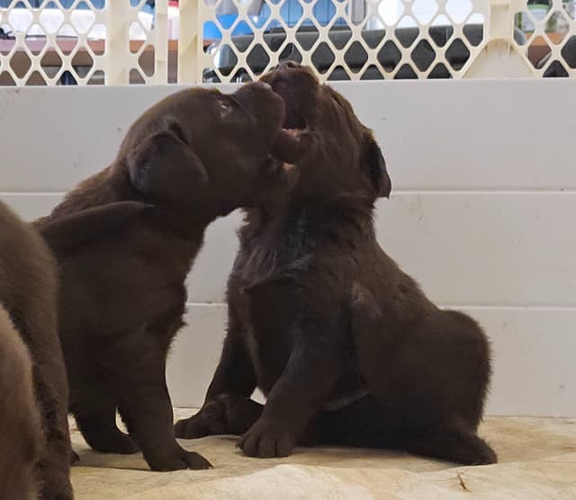 Labrador Retriever Puppies media 8
