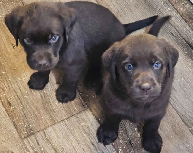 Labrador Retriever Puppies media 6