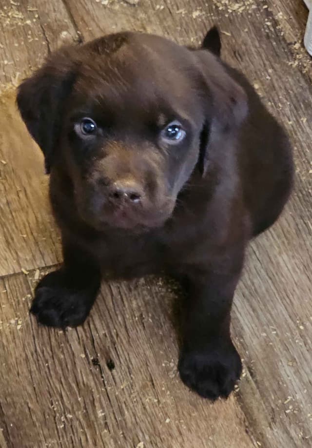 Labrador Retriever Puppies media 7